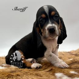 Sheriff - Black white and brown male Basset Hound puppy in Dingess, West Virginia from Tuckers' Howling Hounds