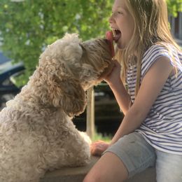 Goldendoodle All Grown Up from Esmé Doodles