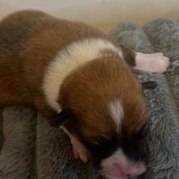 BB Boy 3 - White and red male Pembroke Welsh Corgi puppy in Dickinson, Texas from Gulf Coast Corgis