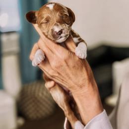 Candy Cane - Red  female Goldendoodle puppy in Lakeland, Florida from Rolling Oak Doodles