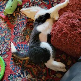 Border Collie Puppies from Cahill’s Canines