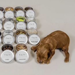 Australian Labradoodle Puppies from Sunny Day Doodles