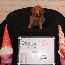 Goldendoodle and Poodle Puppies from Partridge Doodles and Poodles
