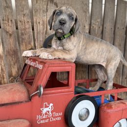 Green collar, blue Brindle - Brindle Great Dane puppy in Wimberley, Texas from Heart of Texas Great Danes