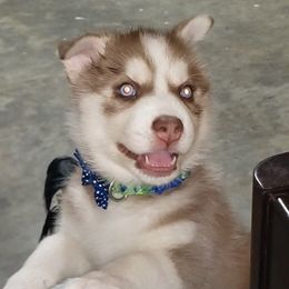 Siberian Husky Puppies from Heather's Happy Huskies