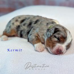 Kermit - Blue merle male Aussiedoodle puppy in Kennesaw, Georgia from Distinctive Doodle