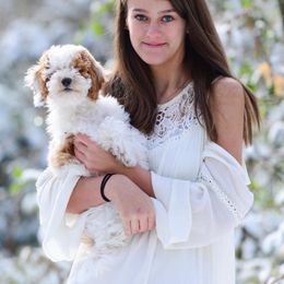 Goldendoodle Puppies from Glittering Grace Goldendoodles