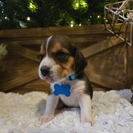 Hope - Black white and tan female Beagle puppy in Bethany, Missouri from Fox Creek Beagles