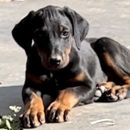 Doberman Pinscher Puppies from Rangewood Kennel