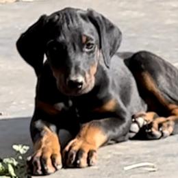 Doberman Pinscher Puppies from Rangewood Kennel