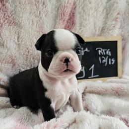Boy 1 - Black and white male Boston Terrier puppy in Gore, Oklahoma from Ford's Traditional and Colored Boston Terriers