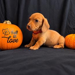 Mufasa AKC 2,500 - Red male Dachshund puppy in Indian Trail, North Carolina from Hilda’s Teenie Weenies