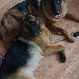 German Shepherds from Vom Family J