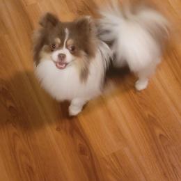Sophie - Pomeranian