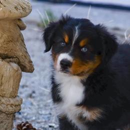 "Tucker" - Black tri-color Australian Shepherd puppy in Smith Valley, Nevada from Hoot's Aussies