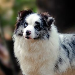 Cookie - Border Collie