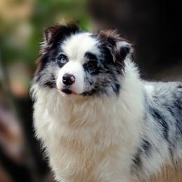 Cookie - Border Collie