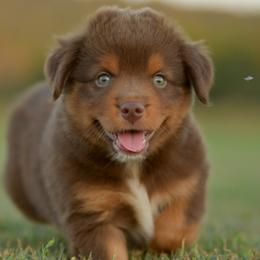 Niffler - Red tri male Miniature Australian Shepherd puppy in Hartman, Arkansas from Southern Edition Aussies