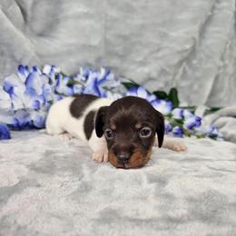 Poppy - Piebald female Dachshund puppy in Florence, Arizona from Doxie Town Az