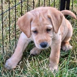 Glory - Yellow female Labrador Retriever puppy in Cheney, Washington from Loudon's Labradors