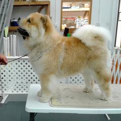 Chow Chow from Chuan Qi Chows