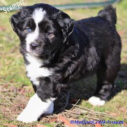 Miniature Australian Shepherd Puppies from Mutton Creek Aussies