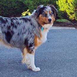 Scout - Australian Shepherd