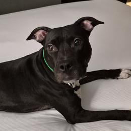 Dip - American Staffordshire Terrier