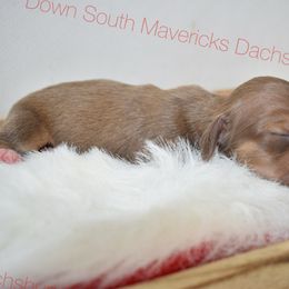 Chocolate and cream - Chocolate and cream male Dachshund puppy in Seminary, Mississippi from Down South Mavericks Dachshunds