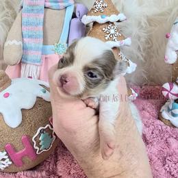 Tiny Tim - Chocolate blue male Chihuahua puppy in Piqua, Kansas from Cute As A Cupcake Chihuahuas