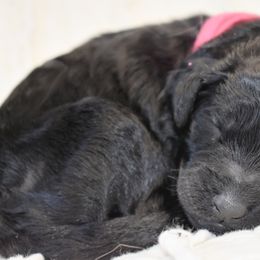 Petunia - Black Goldendoodle puppy in Ponce De Leon, Florida from A Golden Summer
