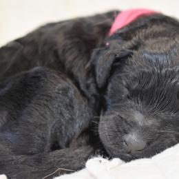 Petunia - Black Goldendoodle puppy in Ponce De Leon, Florida from A Golden Summer
