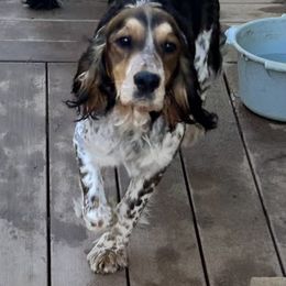Willow - English Springer Spaniel