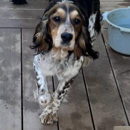 Willow - English Springer Spaniel