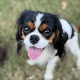 Joy - Cavalier King Charles Spaniel