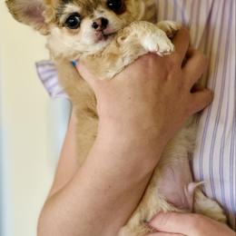 Monkey - Merle male Chihuahua puppy in Burleson, Texas from Luxe Paradise House of Chi