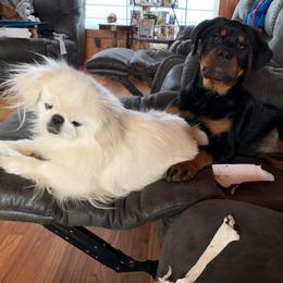 Rottweiler Puppies from Vom Arnold-Hause Rottweilers