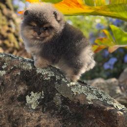 Immaculate - Blue and tan male Pomeranian puppy in Stockton, California from Pommiepalace