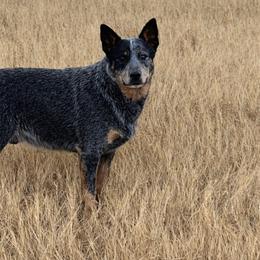 Bruce - Australian Cattle Dog