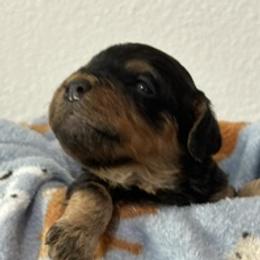 King Cullen - Black brindle male Havanese puppy in North Richland Hills, Texas from A Royal Havanese Court