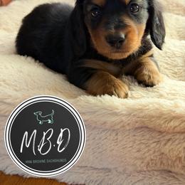 Donner - Black and tan male Dachshund puppy in Edmond, Oklahoma from Mini Browne Dachshunds