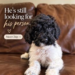 Chip - Parti male Labradoodle puppy in Kingman, Arizona from The Dood Ranch