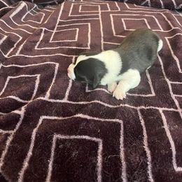 Pembroke Welsh Corgi Puppies from Simply loved corgis
