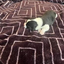 Pembroke Welsh Corgi Puppies from Simply loved corgis