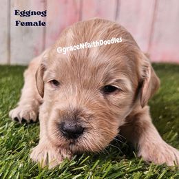 Eggnog - Cream female Goldendoodle puppy in Peytno, Colorado from Grace N Faith Doodles