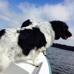 Stabyhoun All Grown Up from Fryske Point