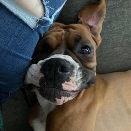 Boxer All Grown Up from Sunshine Boxers 95988