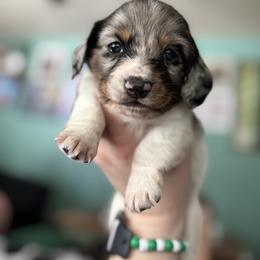 Silvio - Dapple male Dachshund puppy in Jacksonville, North Carolina from Lizzie’s Doxies