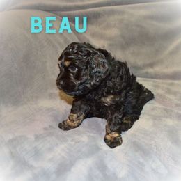 Cockapoo Puppies from Gold Heart Pups