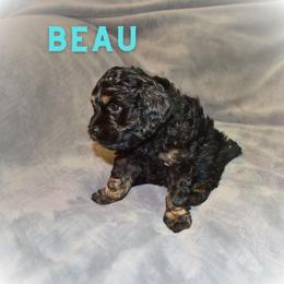 Cockapoo Puppies from Gold Heart Pups